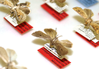 昆虫標本館所蔵タイプ標本