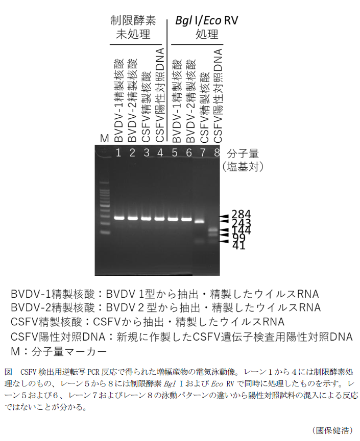 図 CSFV検出用逆転写PCR反応で得られた増幅産物の電気泳動像。