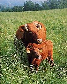 短角牛の親子の写真