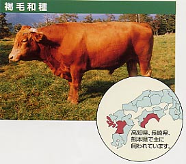褐毛和種 高知県、長崎県、熊本県で主に飼われています。