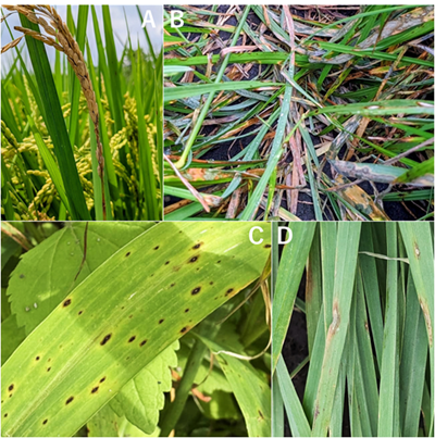 各種イネ科植物に発生したいもち病の写真