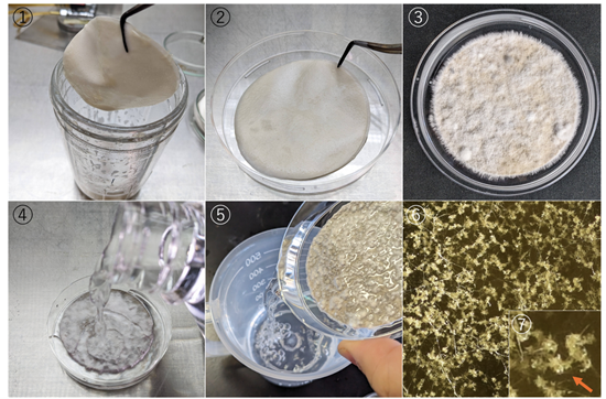 フィルターペーパー法の手順を示した画像