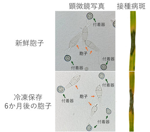 新鮮胞子と冷凍保存6か月後の胞子を比較した顕微鏡写真及び接種病斑の画像