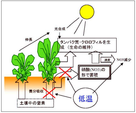 図4 低温による硝酸含量の減少