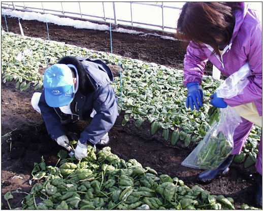 写真2 収穫調査(2005年2月)