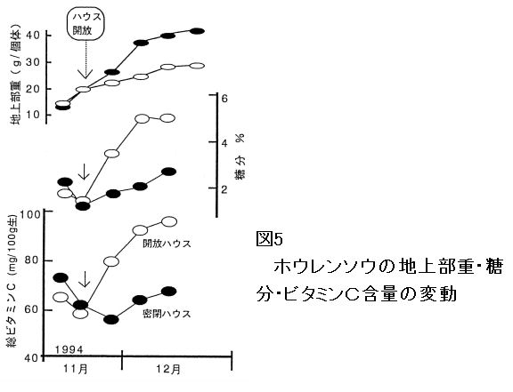 図5 ホウレンソウの地上部重・糖分・ビタミンC含量の変動