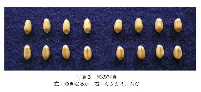 写真3 粒の写真