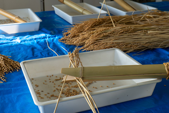 こき箸(脱穀する竹製の道具)による稲穂の手摺り体験コーナーの画像