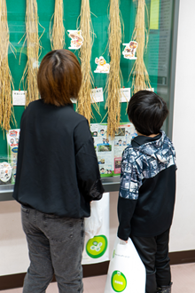「天穂のサクナヒメ」とのコラボレーションによるイネ品種見本展示の様子