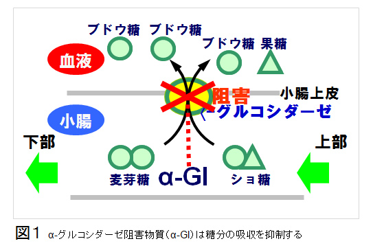 図1.α-グルコシダーゼ阻害物質(α-GI)は糖分の吸収を抑制する