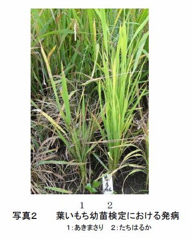 写真2 葉いもち幼苗検定における発病