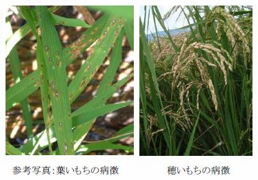 参考写真:葉いもちの病徴 穂いもちの病徴