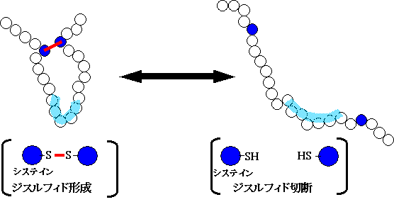 図 ジスルフィド結合
