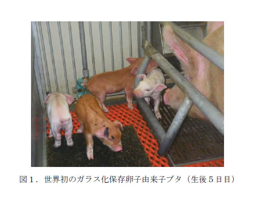 図1.世界初のガラス化保存卵子由来子ブタ(生後5日目)
