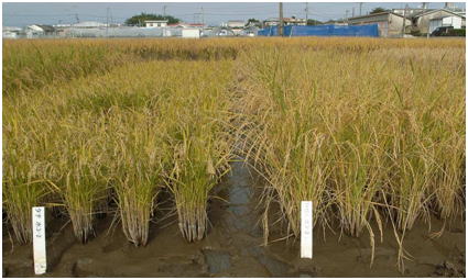 収穫前の2番草(一度収穫された刈り株から再生)収穫前の2番草(一度収穫された刈り株から再生)