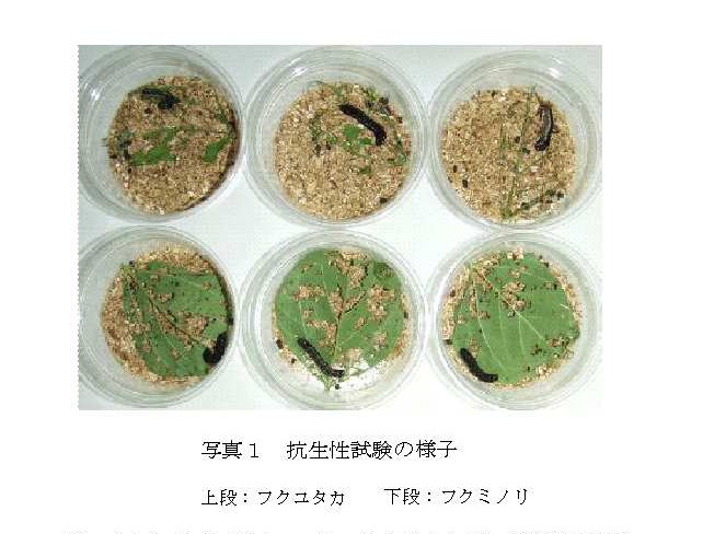 抗生性試験の様子