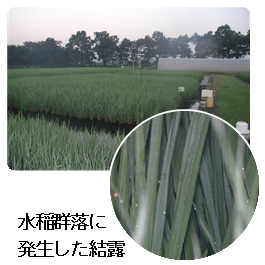 水稲群落に発生した結露