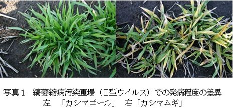 写真1 縞萎縮病汚染圃場での発病程度の差異