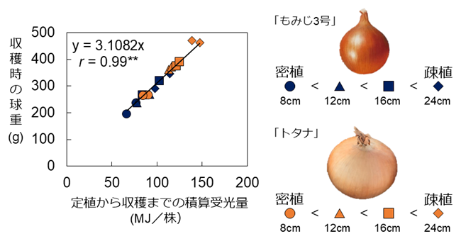 積算受光量と球重の関係を示した図