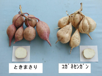 tokimasari5.jpg