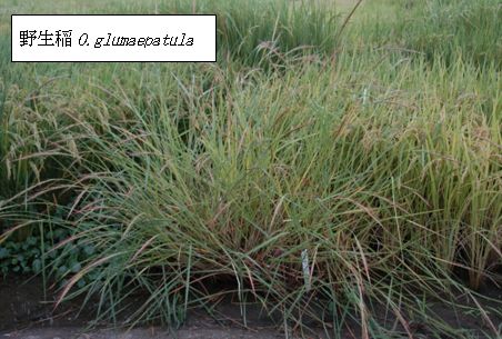 図1a.野生稲 O.glumaepatulaの草型