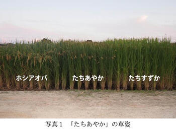 写真1 「たちあやか」の草姿