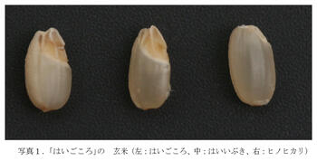 「はいごころ」の玄米