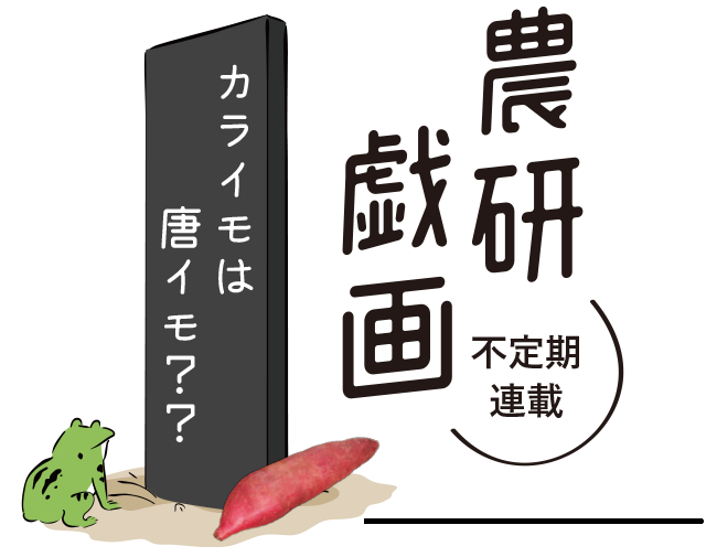 不定期連載 タイトル「カライモは唐イモ??」