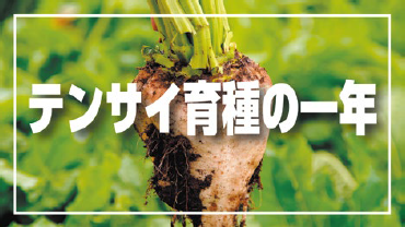 動画サムネイル:テンサイ育種の一年