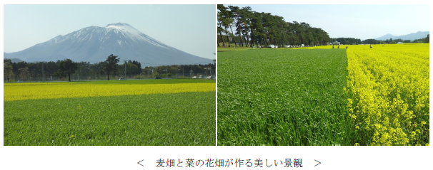 麦畑と菜の花畑が作る美しい景観