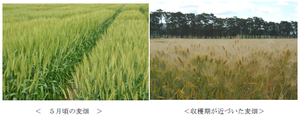 5月頃の麦畑と収穫期が近づいた麦畑