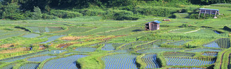 ricefield2