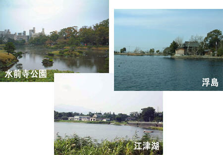 ricefield3