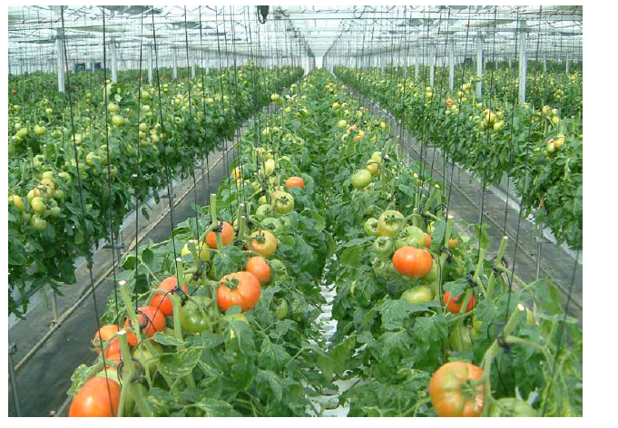 tomato.PNG
