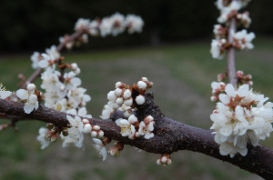 露茜の開花の写真