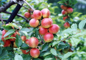 露茜の果実
