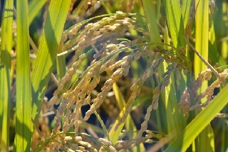 作物研で育成した「コシヒカリ」より20～30%多収で業務用米に適した「あきだわら」