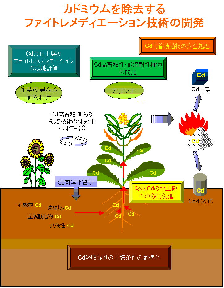 カドミウムを除去するファイトレメディエーション技術の開発