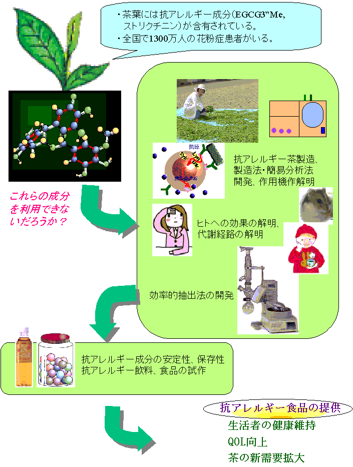 茶の抗アレルギー作用を利用した食品の開発