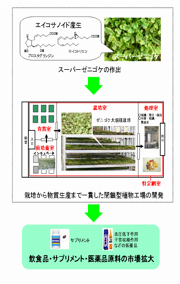 エイコサノイド生産スーパーゼニゴケ植物工場システムの開発