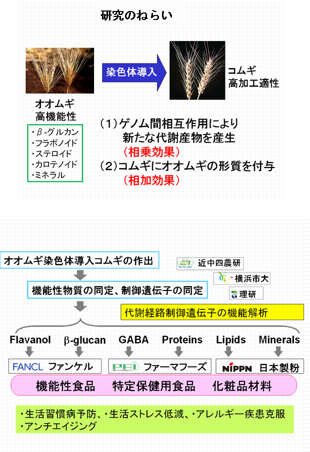 異種染色体導入コムギが産生する新機能性物質の利用技術の開発