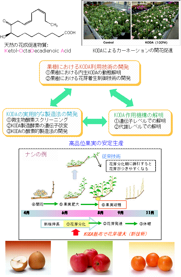 花芽形成促進物質KODAによる果樹の花芽着生制御技術の開発