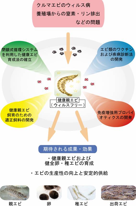 最先端クルマエビ養殖技術の構築-安全・安心・健康なエビを作る