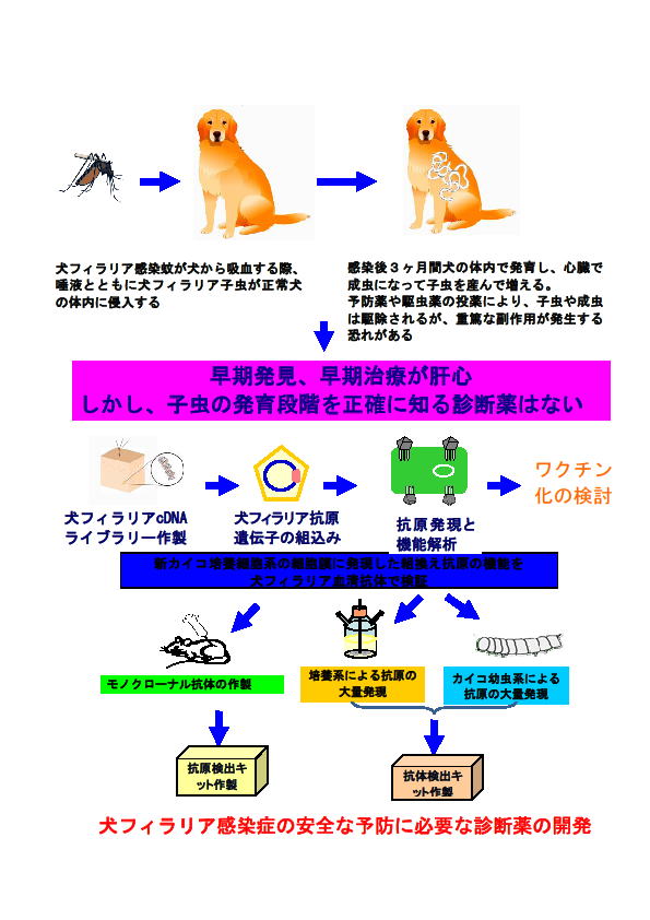 カイコバキュロウイルスによる犬フィラリア診断薬の  開発及び感染防御抗体の解析