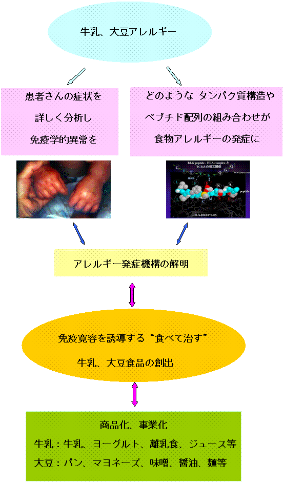 食物アレルギー対策食品の基礎研究に基づく画期的創成