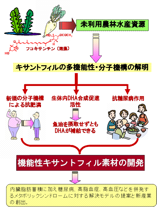 キサントフィルの多機能性の解明と食品素材への高度利用