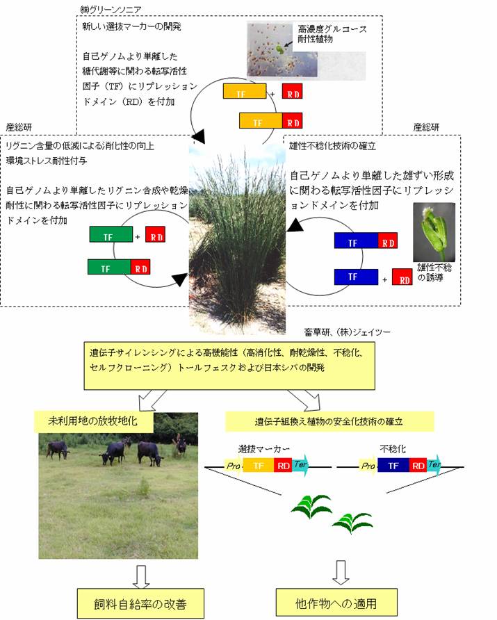 新しい遺伝子サイレンシング法を用いたスーパーグラスの開発