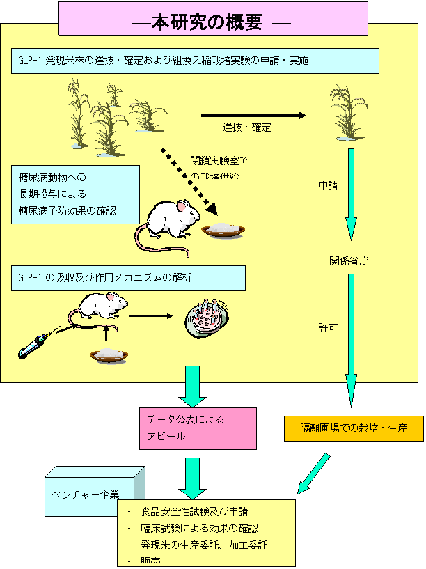 GLP-1発現米の糖尿病予防食品としての研究開発