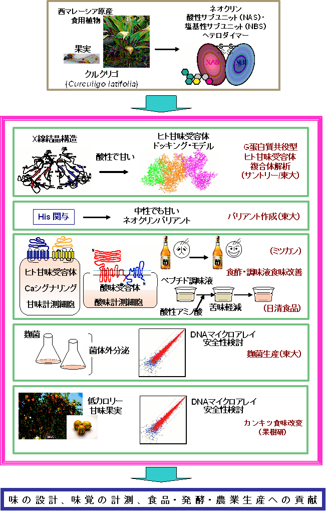 味覚修飾蛋白質ネオクリンとそのバリアントの機能解析・用途開発