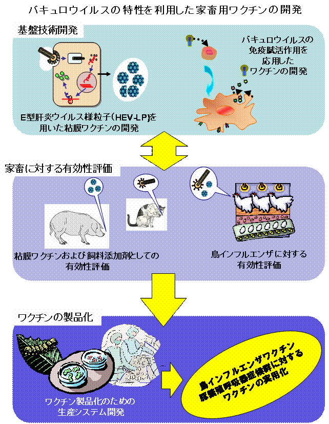 バキュロウイルスの特性を利用した家畜用ワクチンの開発